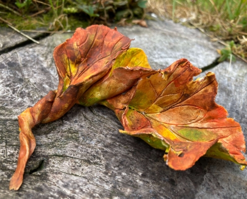 Lorna Campbell Transition