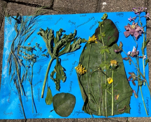 Nature walk reflections